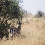 Antilope