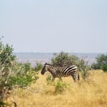 Zebra