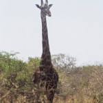 Giraffa