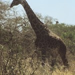 Giraffa