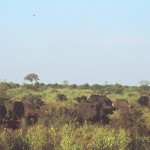 Bufali