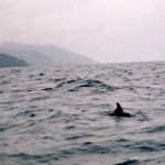 Delfino